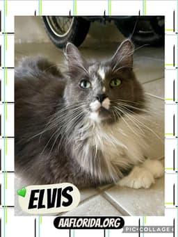 Elvis Cyd image 1
