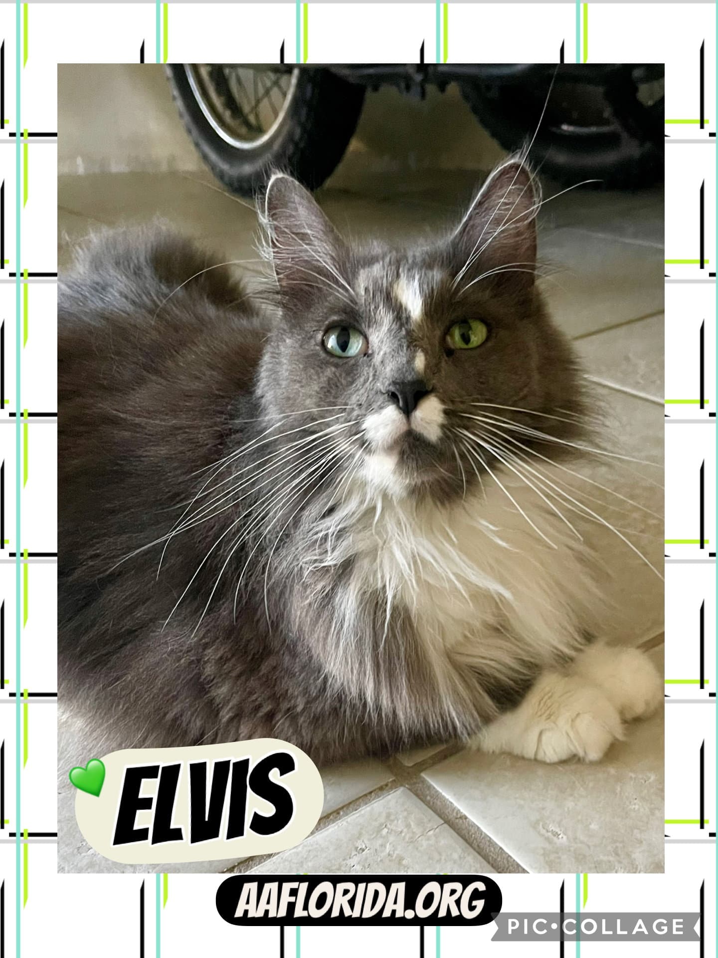 Elvis Cyd - Ragdoll