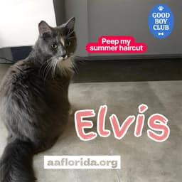 Elvis Cyd image 3