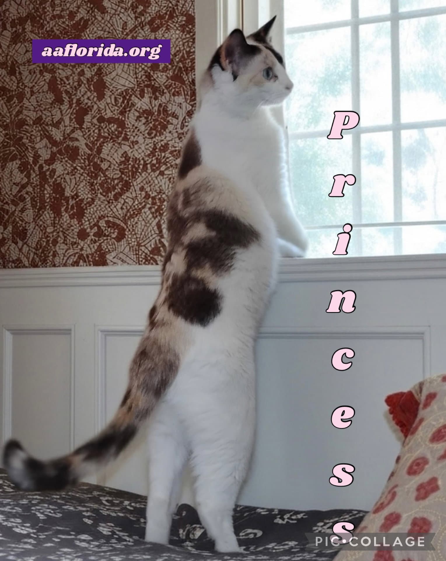 Princess - Siamese