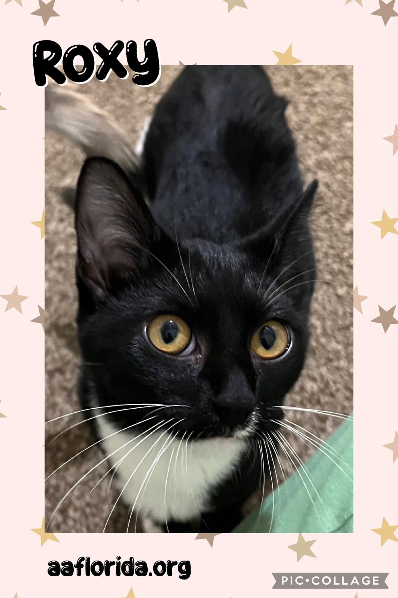 Roxy - Domestic Medium Hair