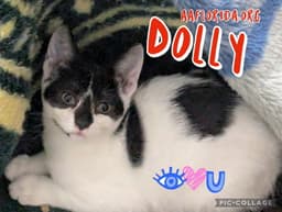 Dolly image 3