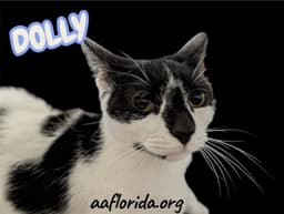 Dolly image 1