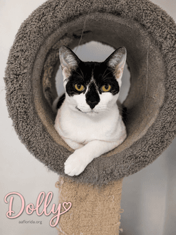 Dolly image 2