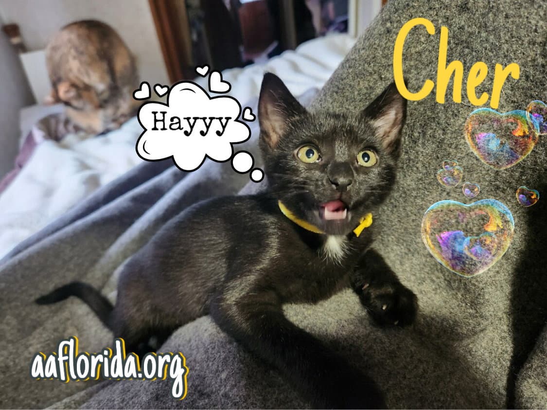 Cher - Domestic Short Hair
