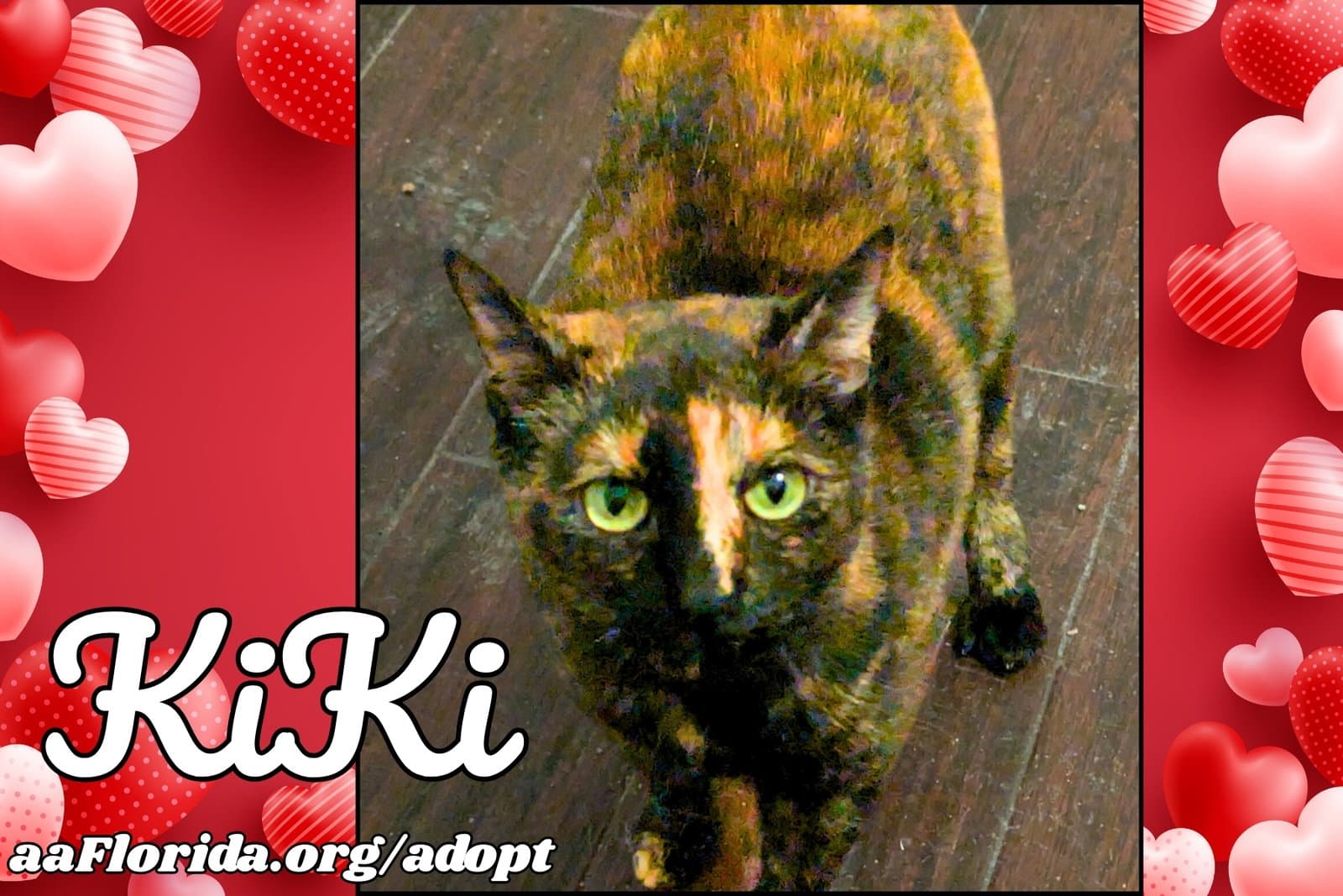 Kiki - Domestic Short Hair