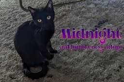 Midnight Mckee image 1