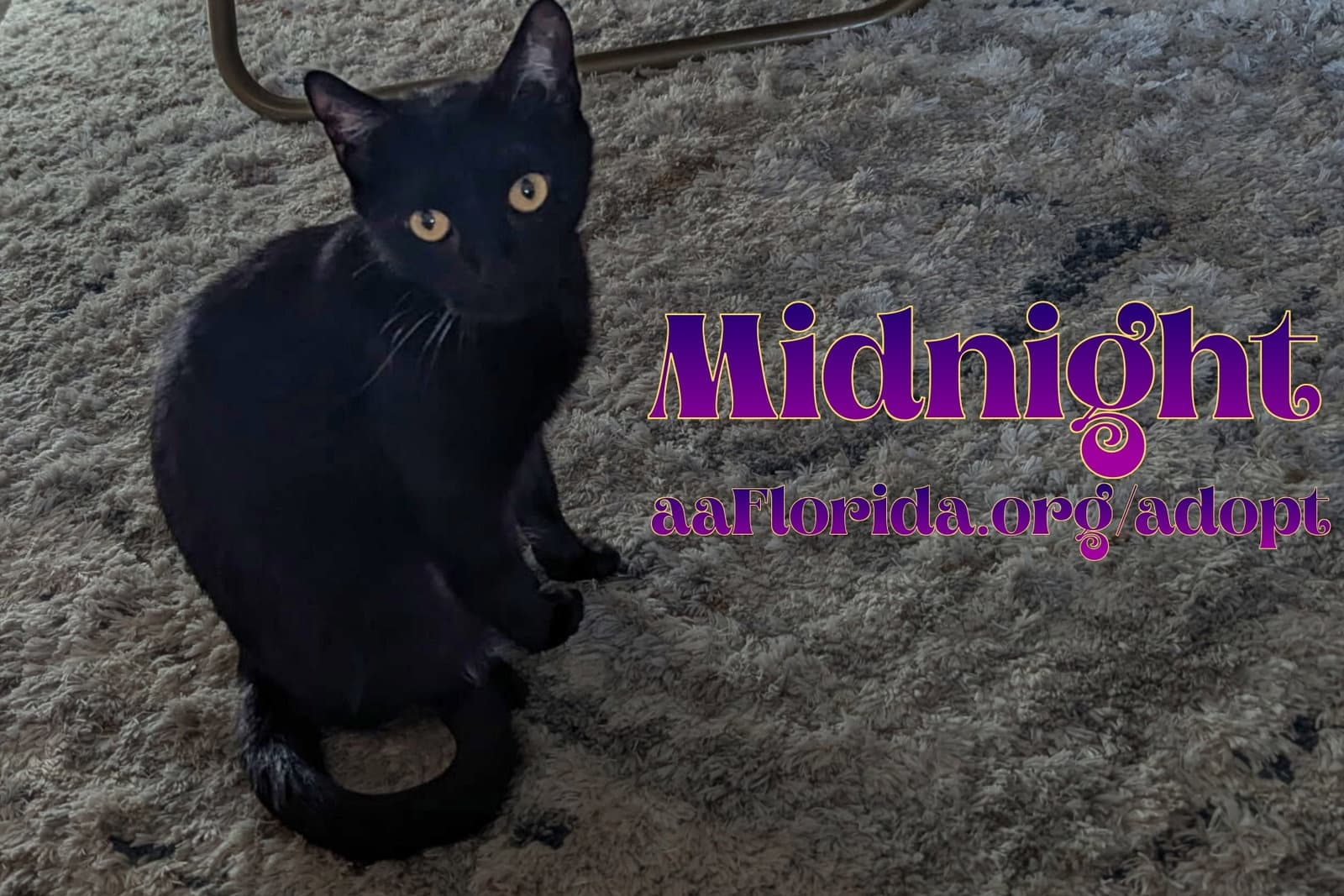 Midnight Mckee - Domestic Short Hair