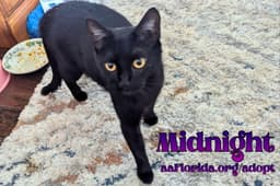 Midnight Mckee image 2