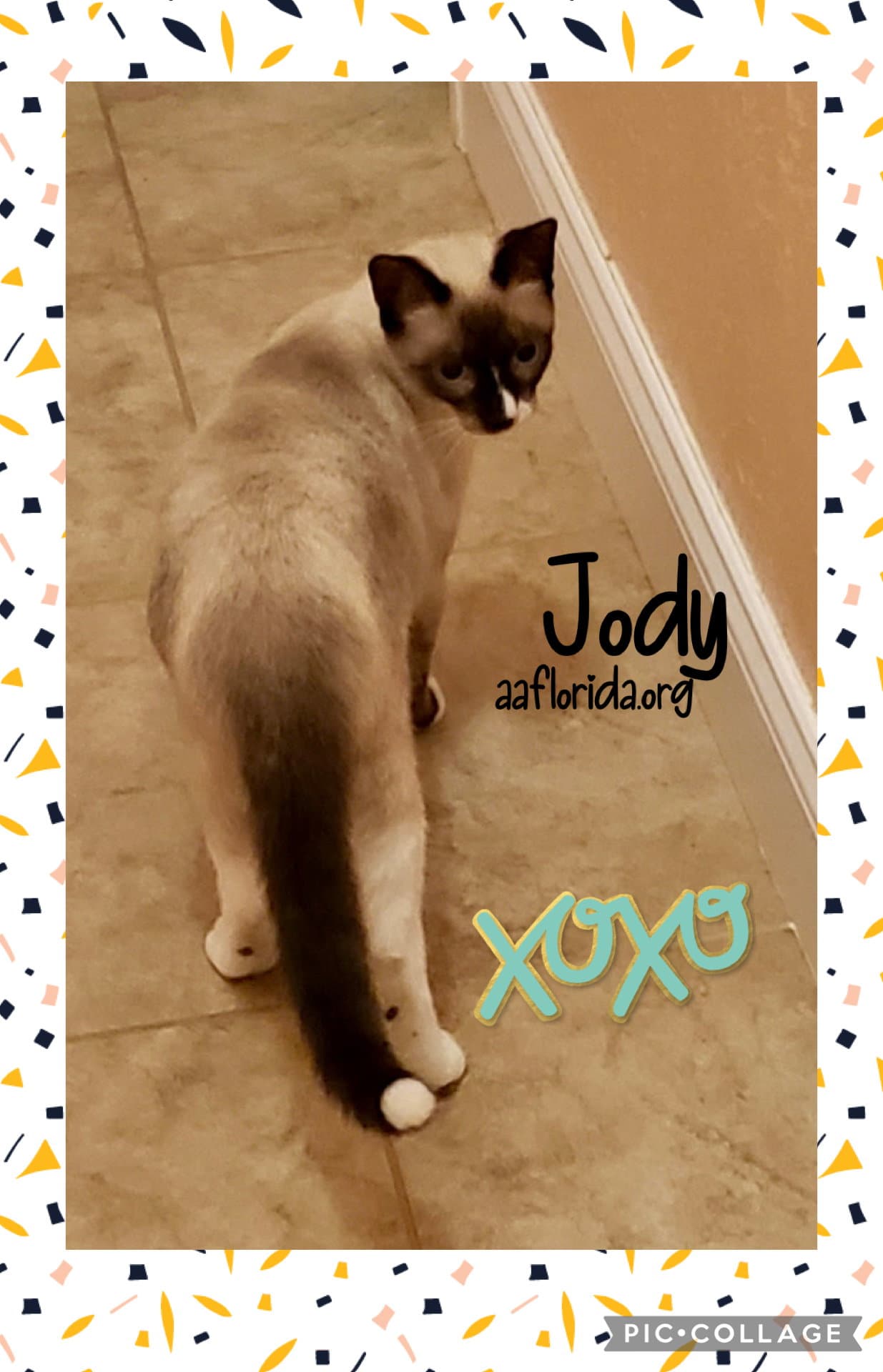 Jody - Siamese