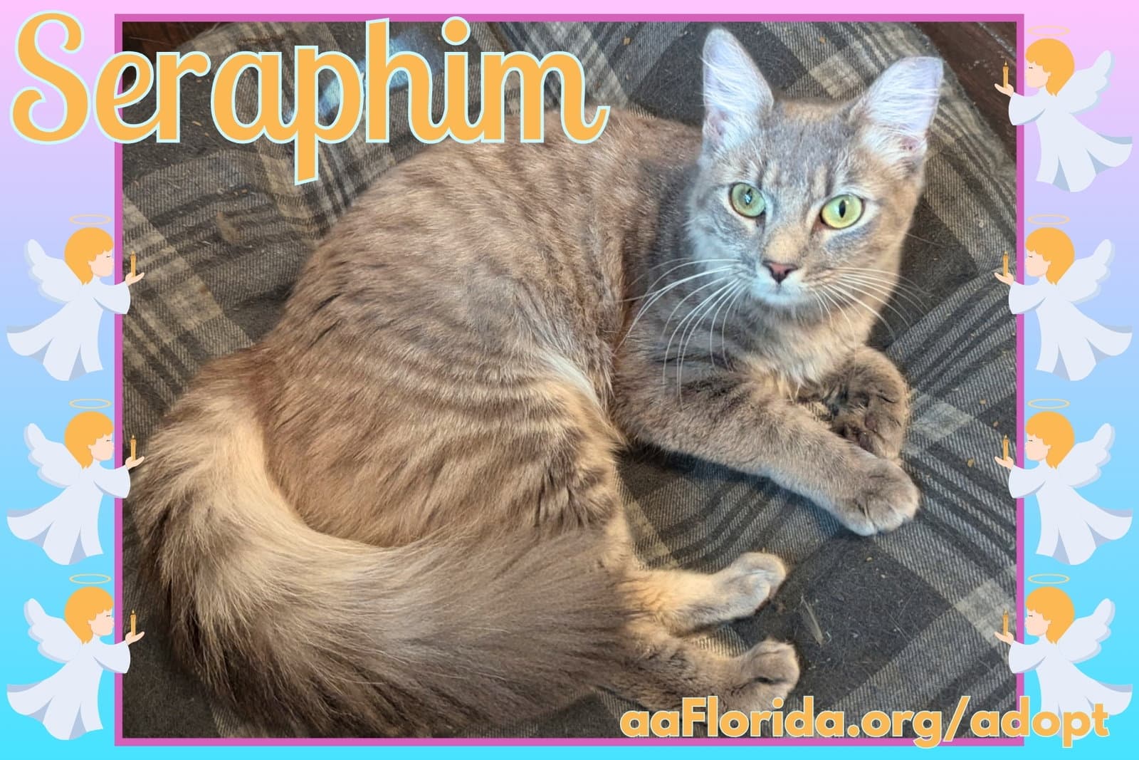 Seraphim - Domestic Medium Hair