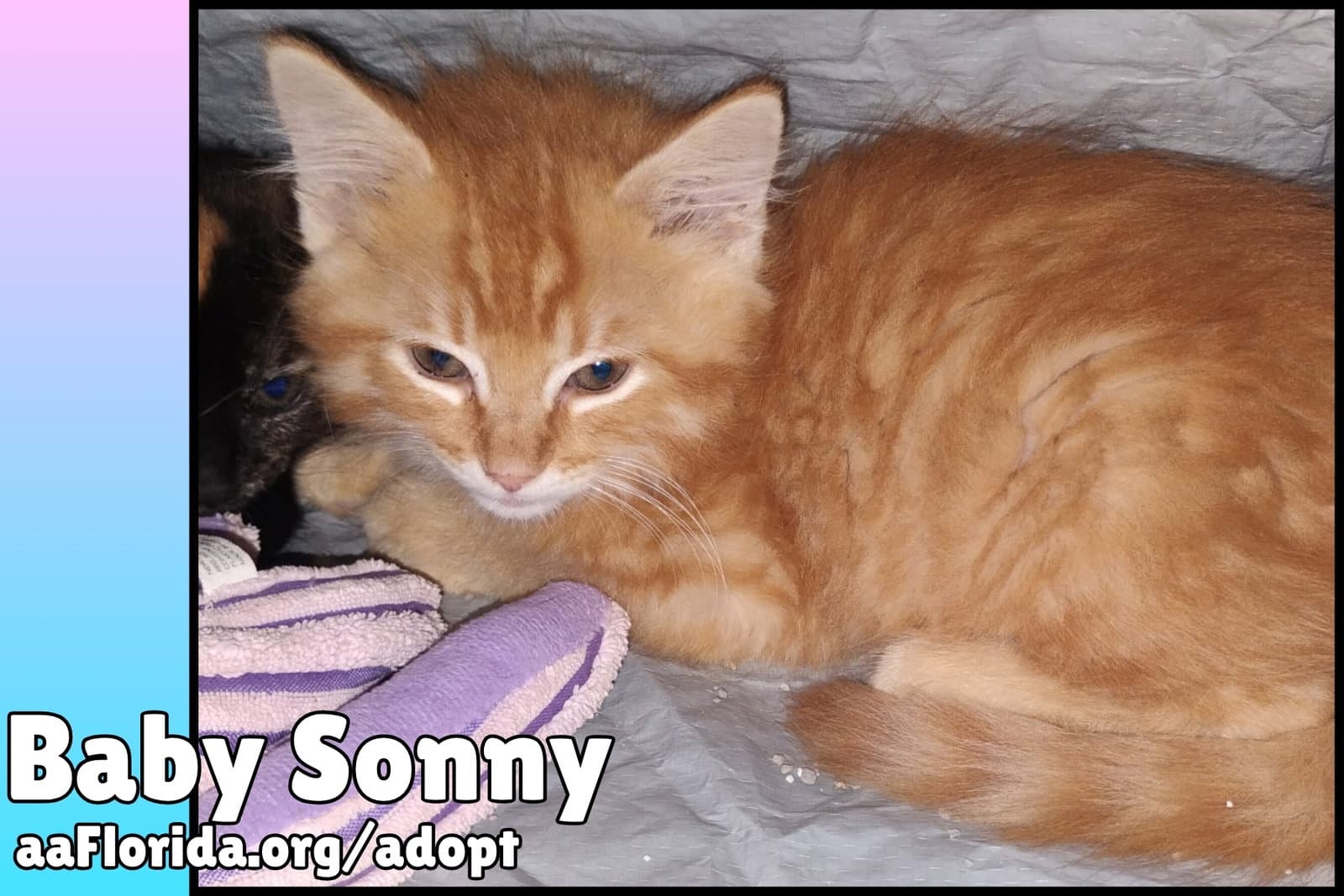 Baby Sonny - Domestic Medium Hair