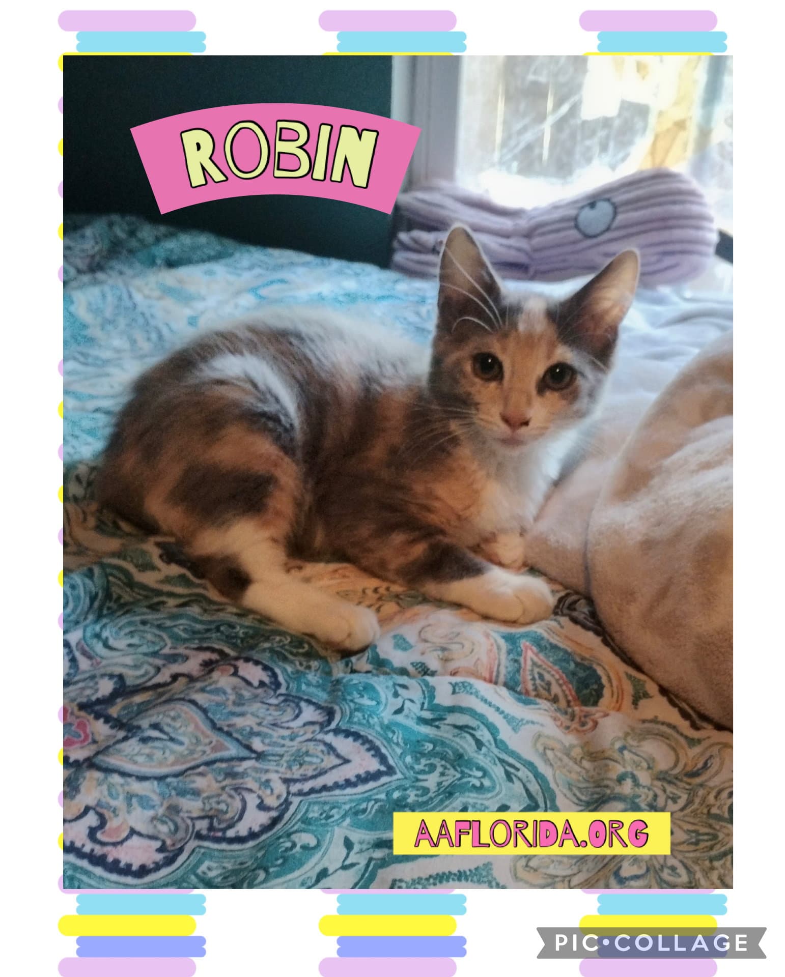 Robin - Domestic Medium Hair