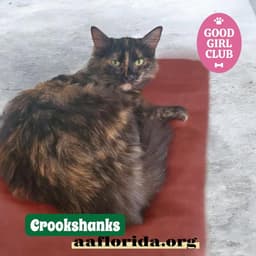 Crookshanks image 1