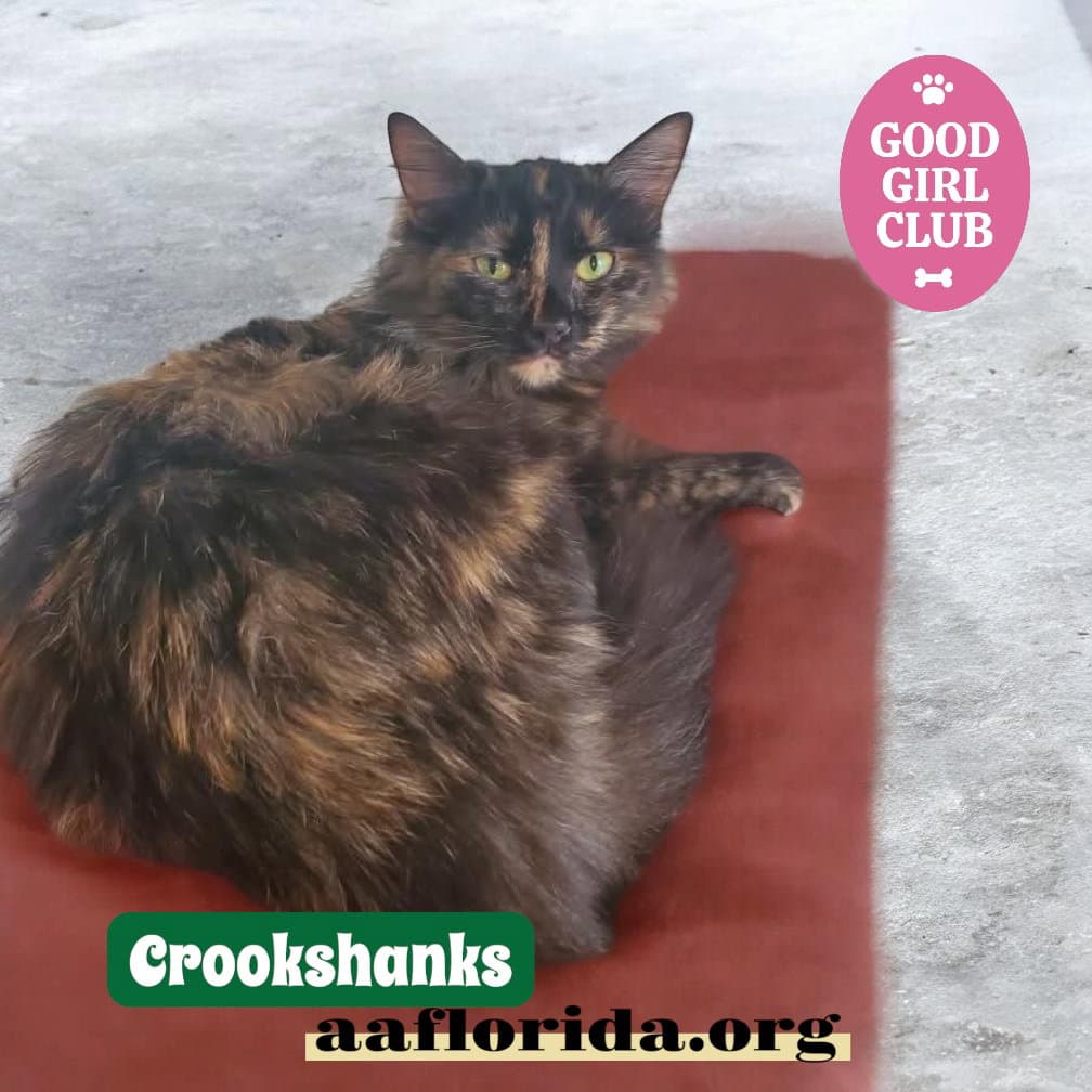 Crookshanks - Domestic Long Hair