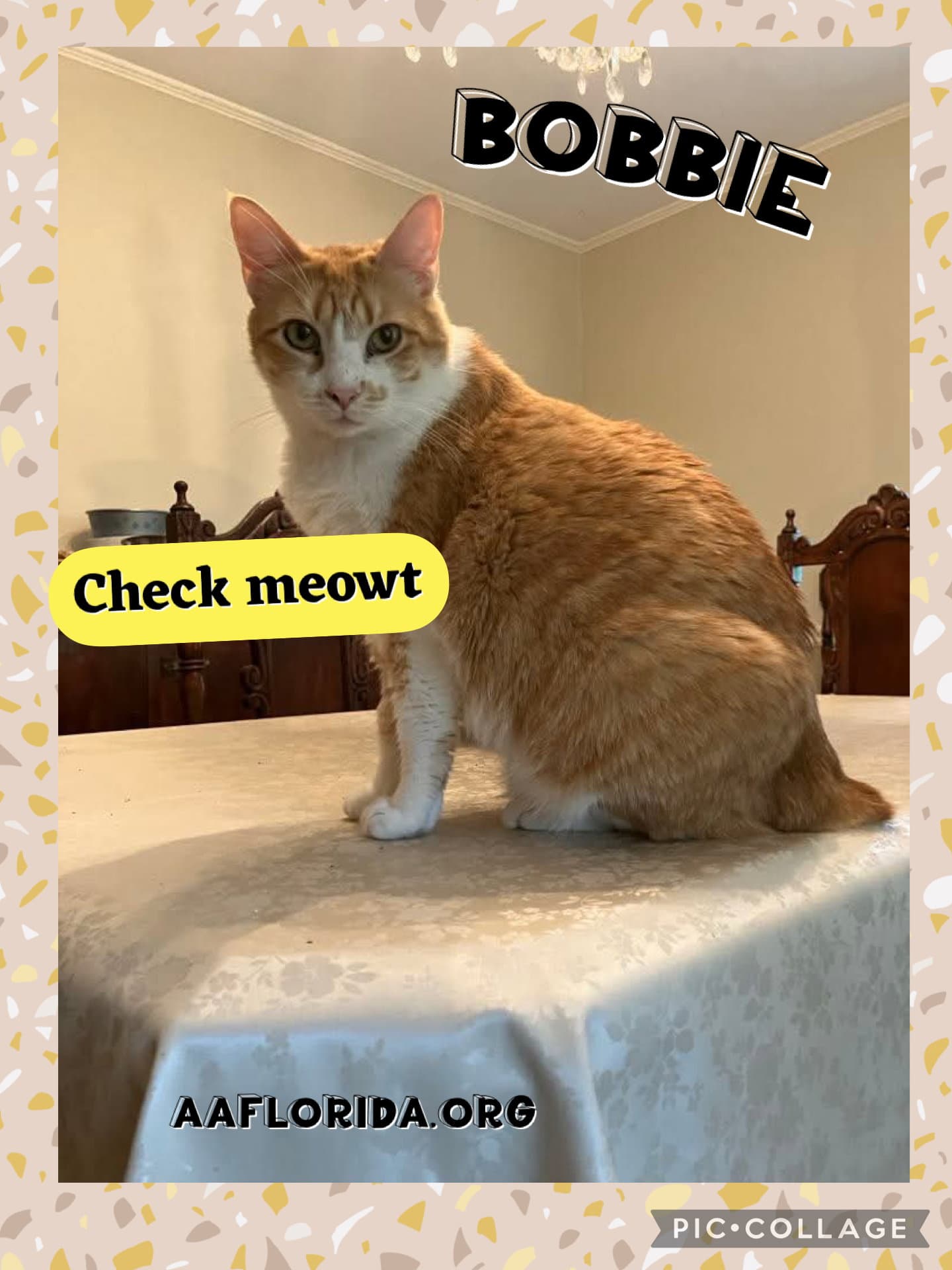 Bobbie - Bobtail