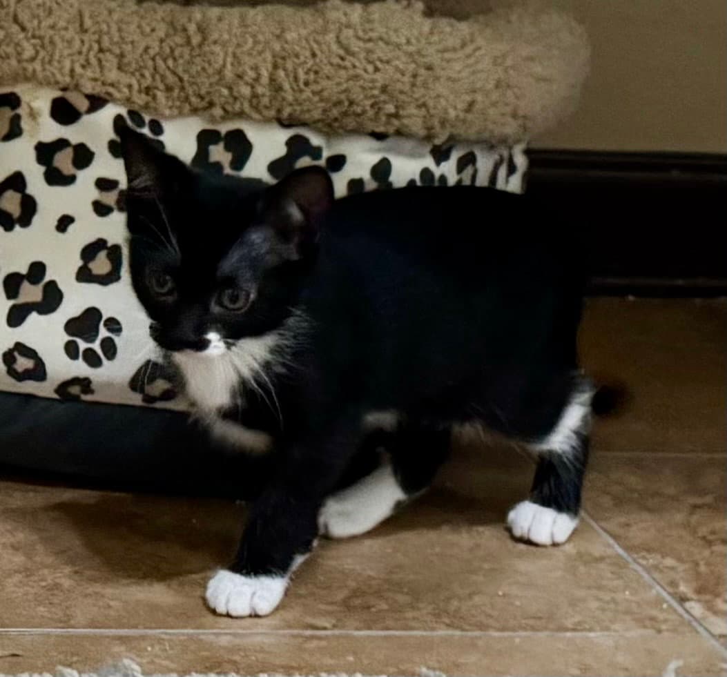 Laley - Domestic Short Hair
