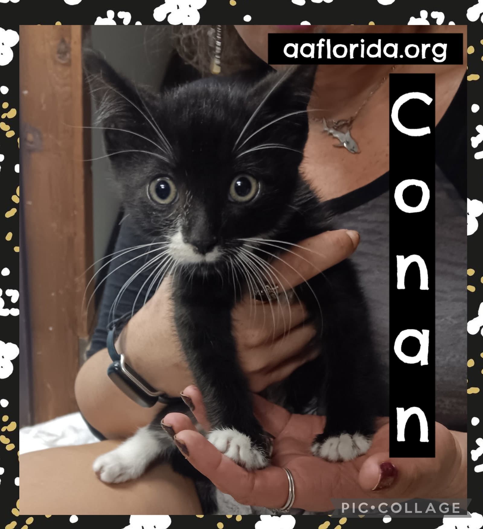Conan - Tuxedo