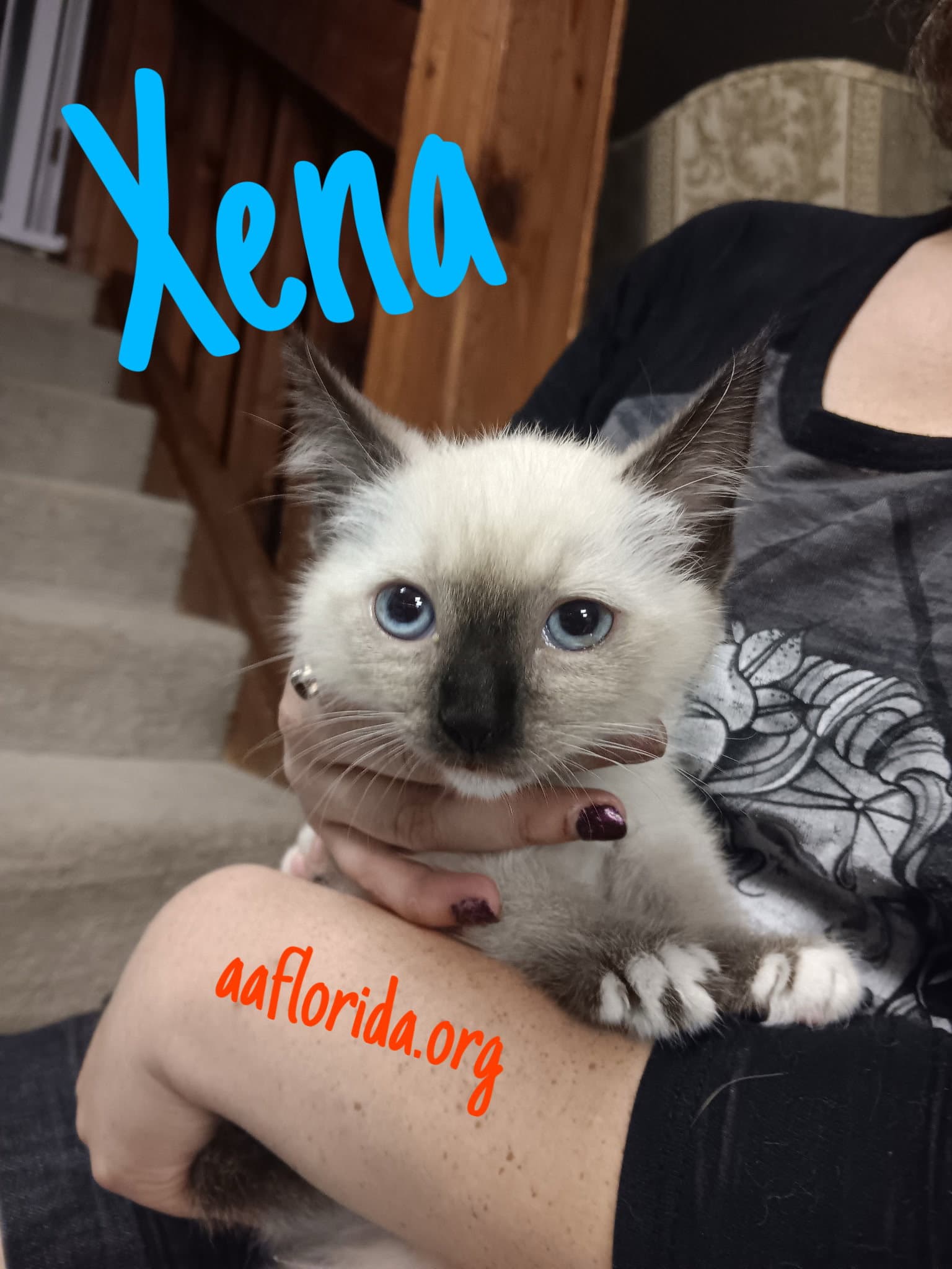 Xena - Siamese