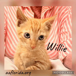 Willie image 1