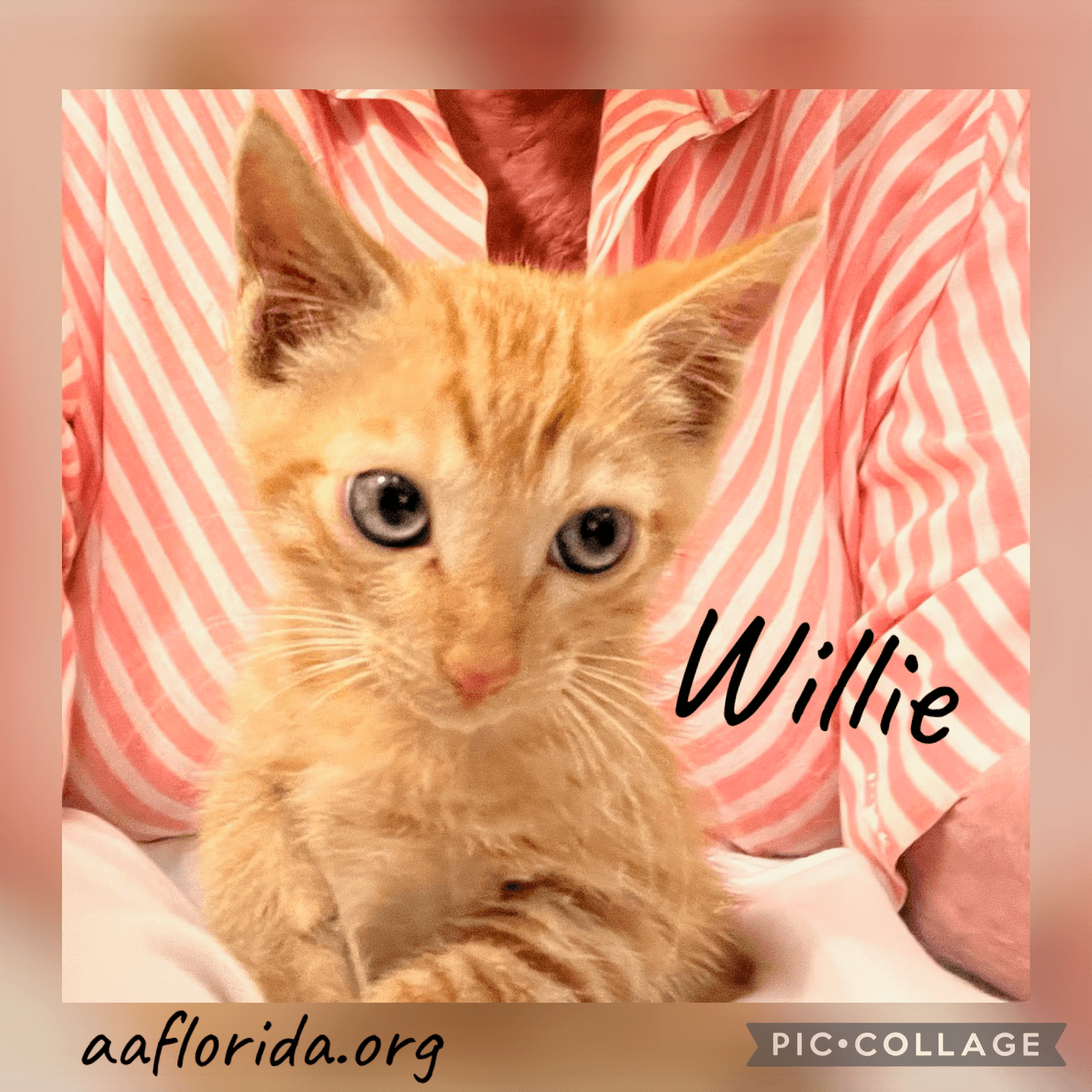 Willie - Tabby