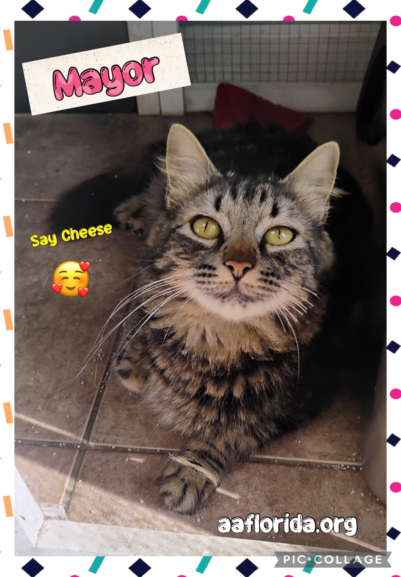 Mayor - Domestic Medium Hair
