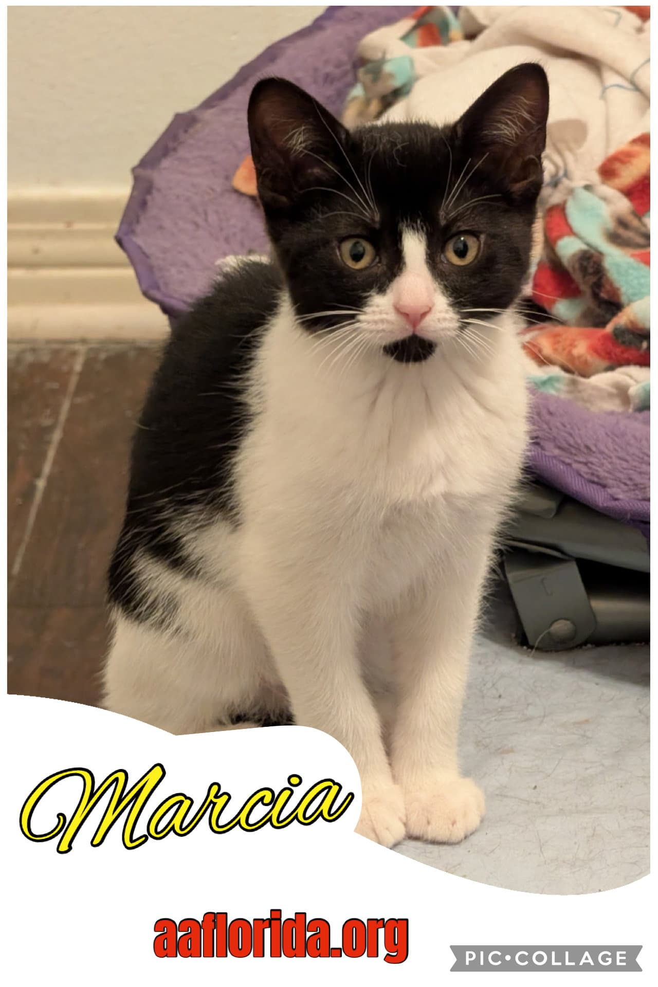 Marcia - Tuxedo