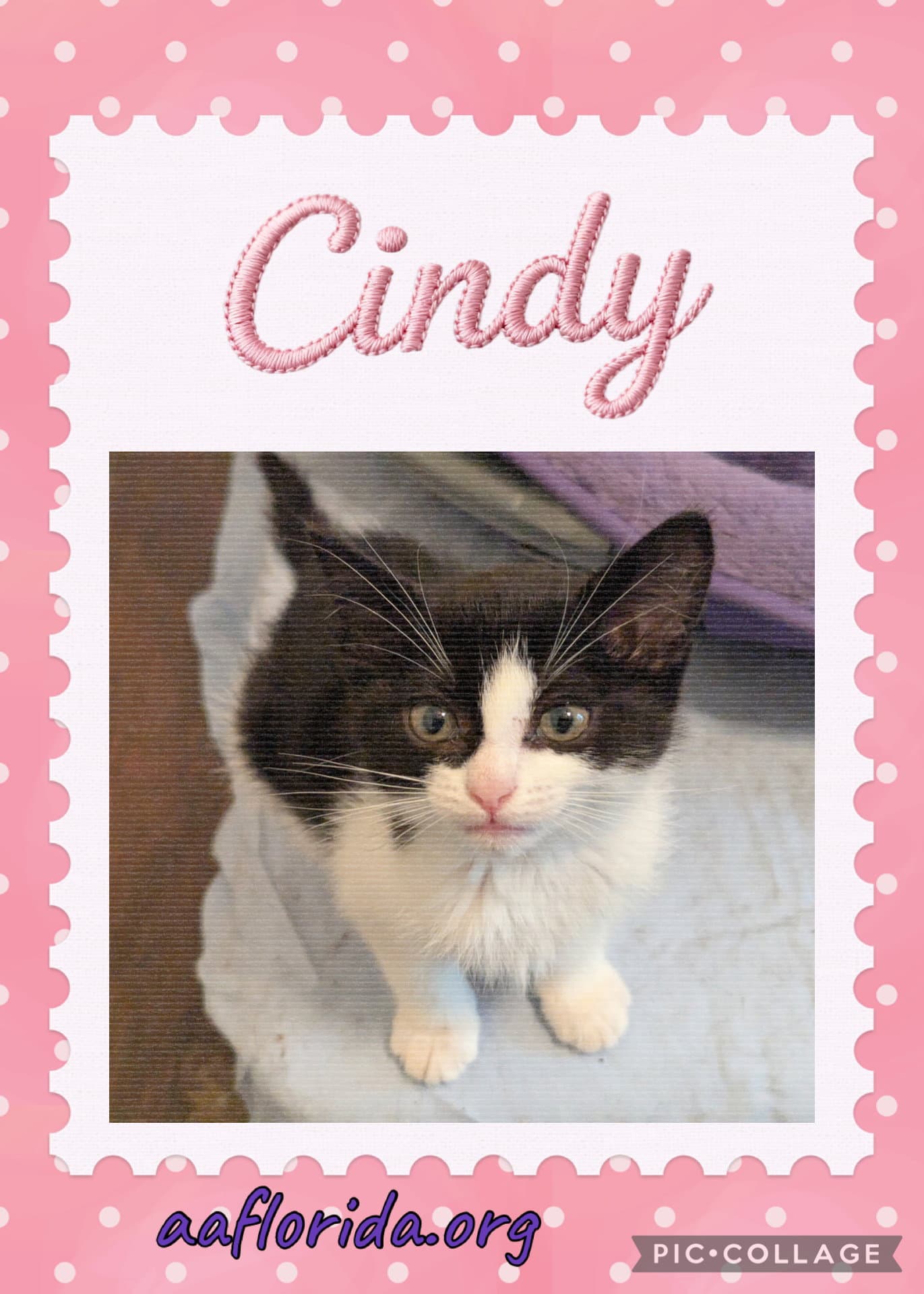Cindy - Tuxedo