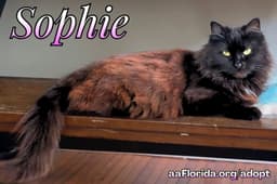 Sophie image 1