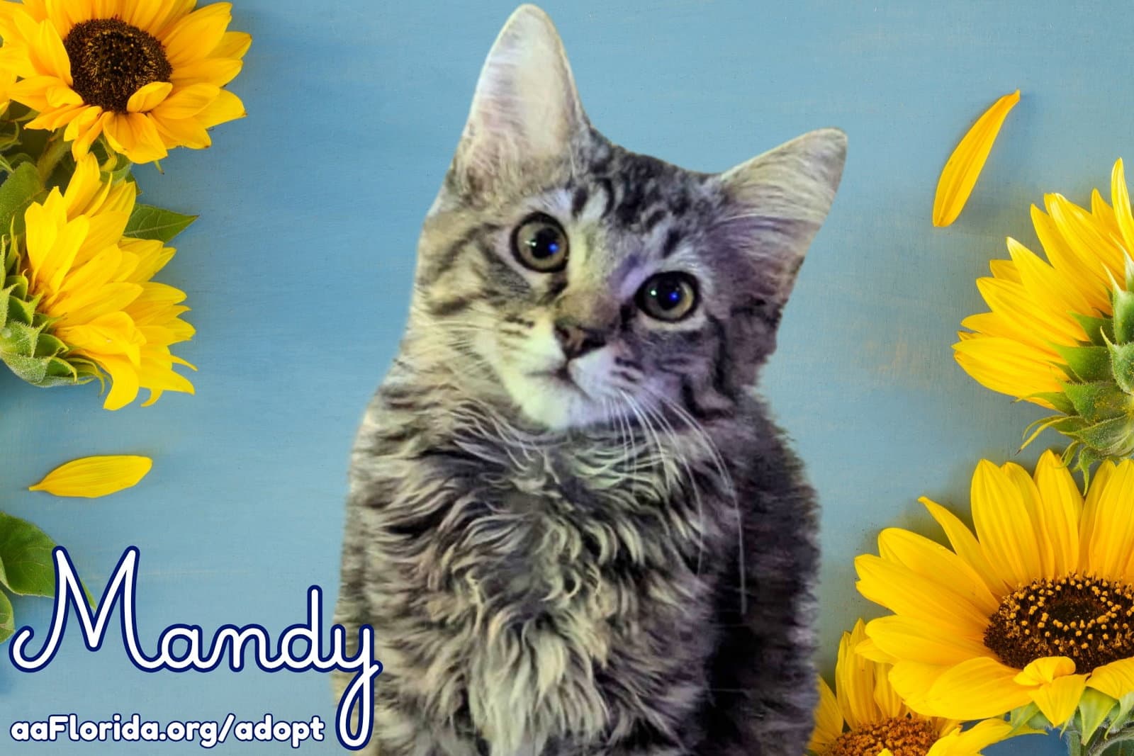 Mandy - Domestic Long Hair