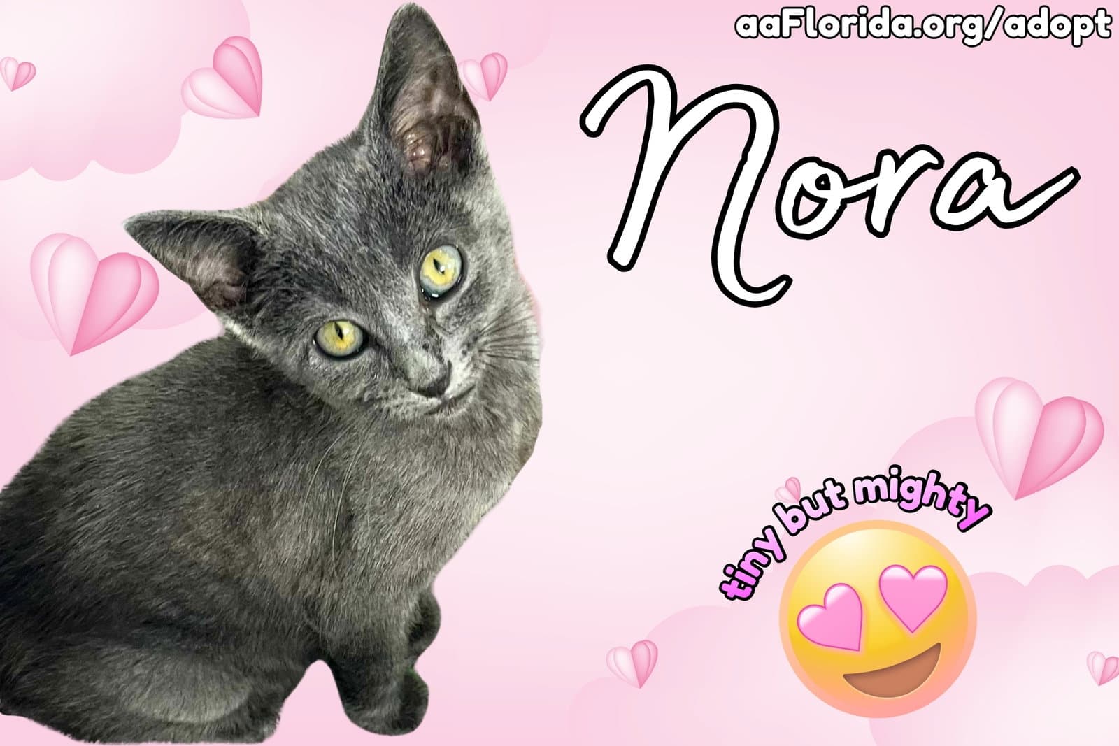 Nora - Russian Blue