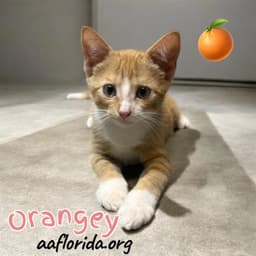 Orangey image 1