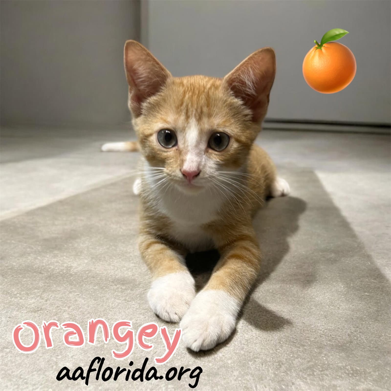 Orangey - Tabby