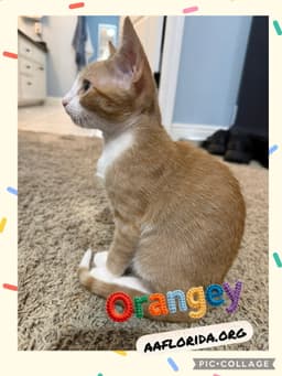 Orangey image 2