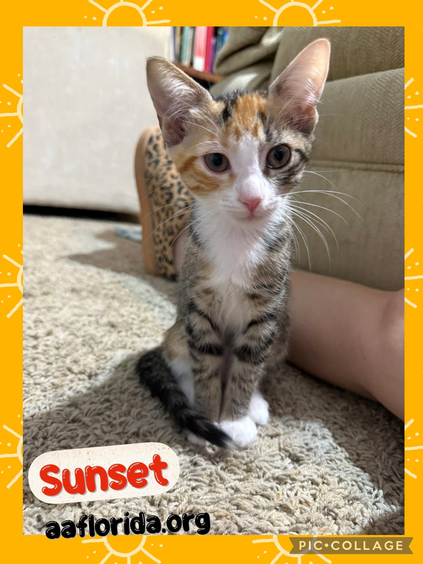 Sunset - Calico