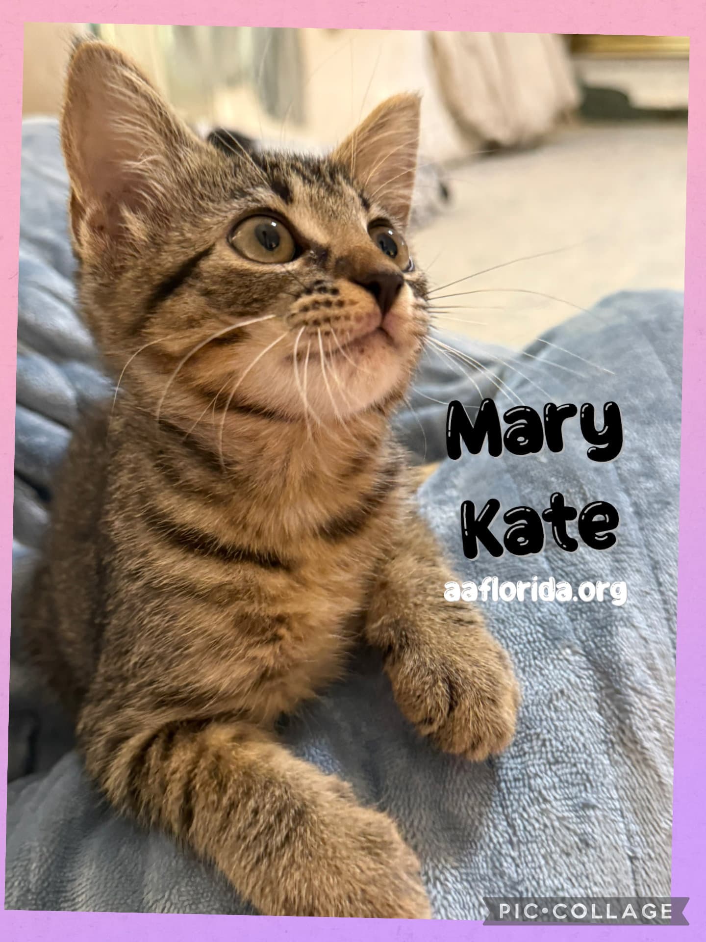 Mary Kate - Tabby