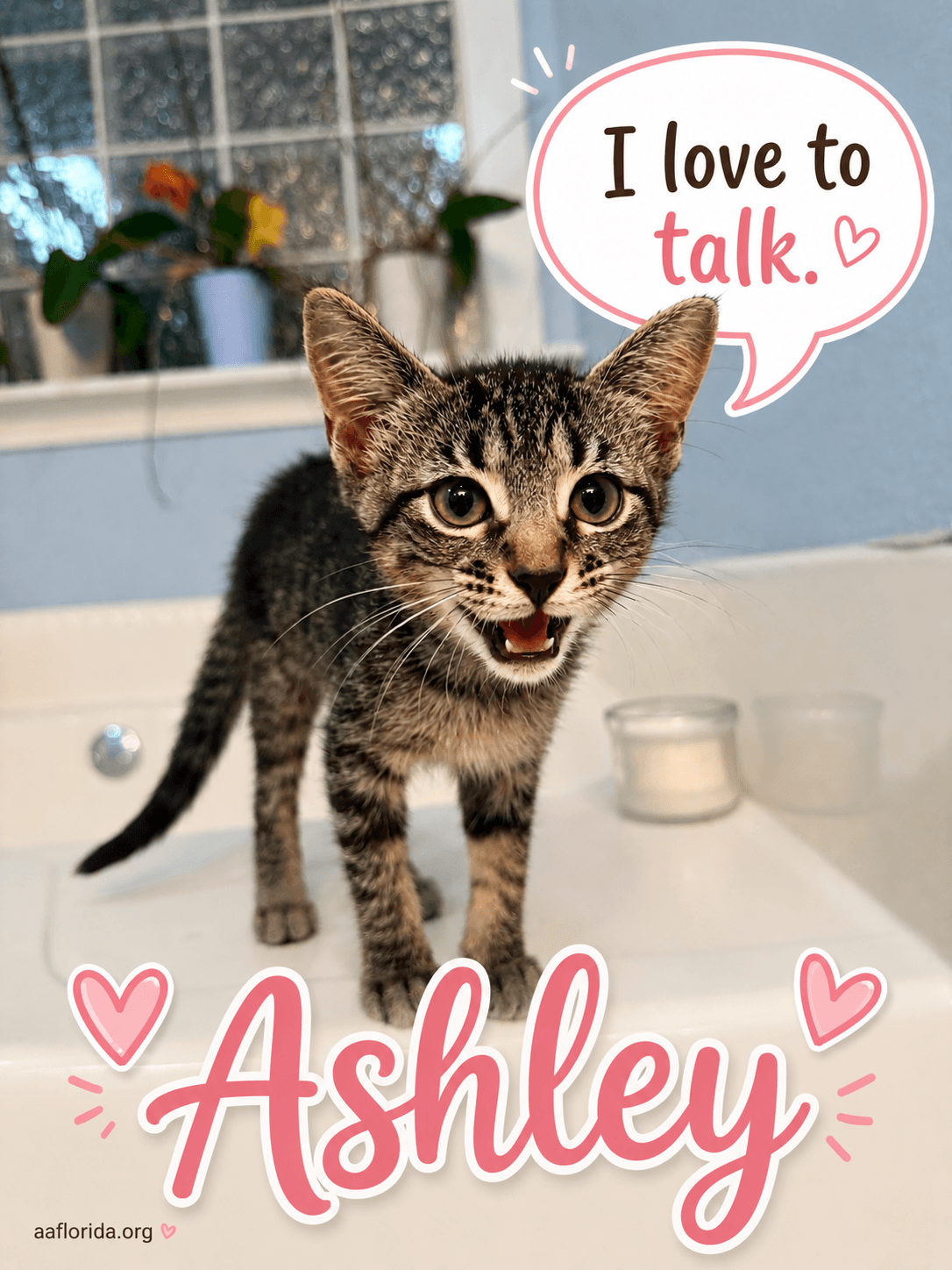 Ashley - Tabby