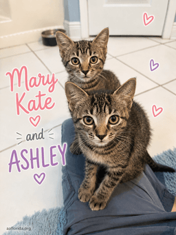 Ashley image 3