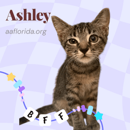 Ashley image 2