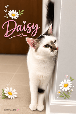 Daisy image 1
