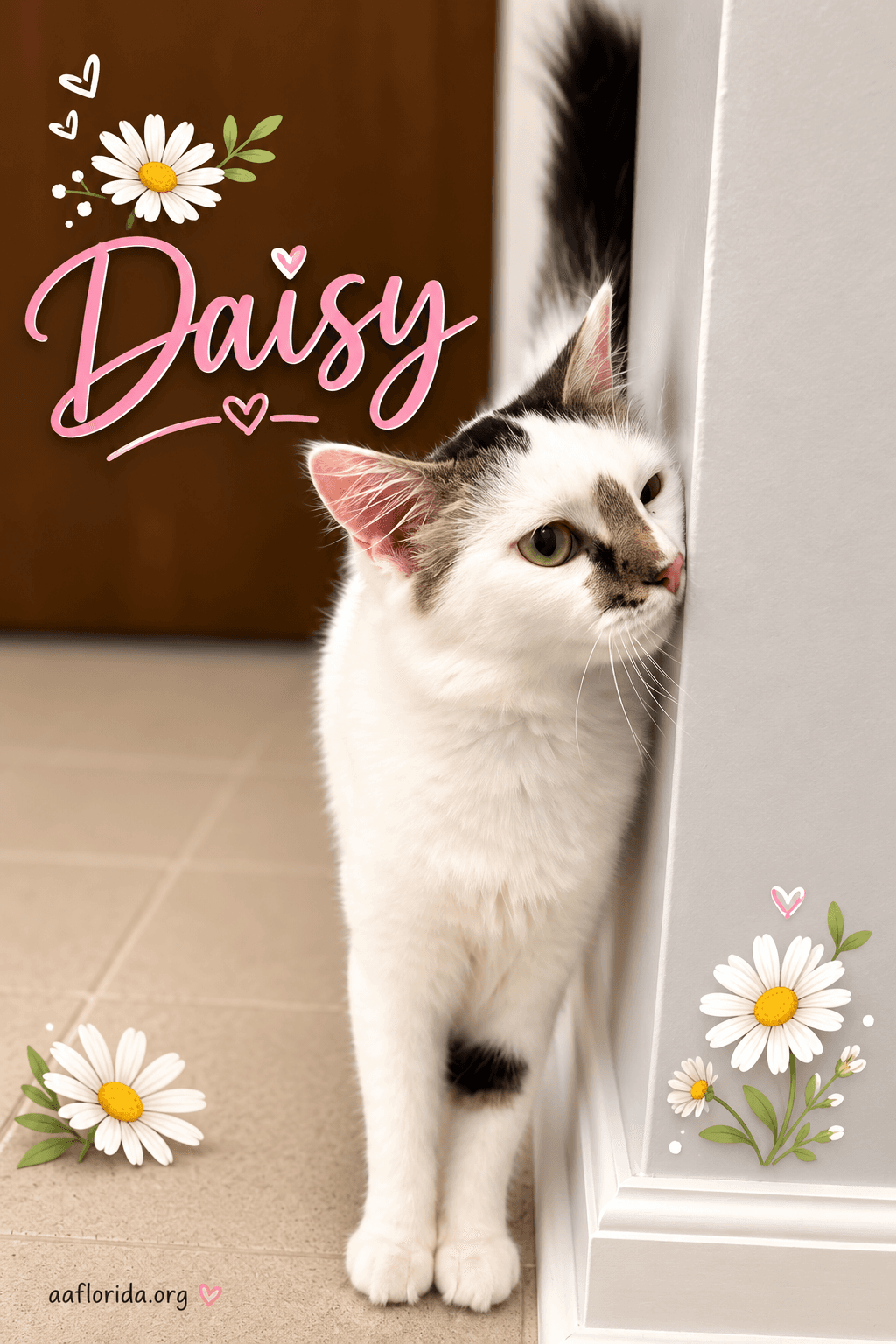 Daisy - Domestic Medium Hair