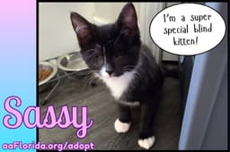 Sassy image 1