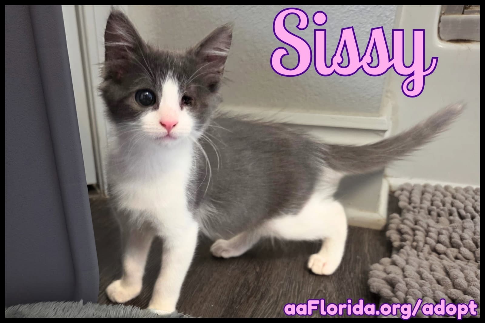 Sissy - Domestic Medium Hair