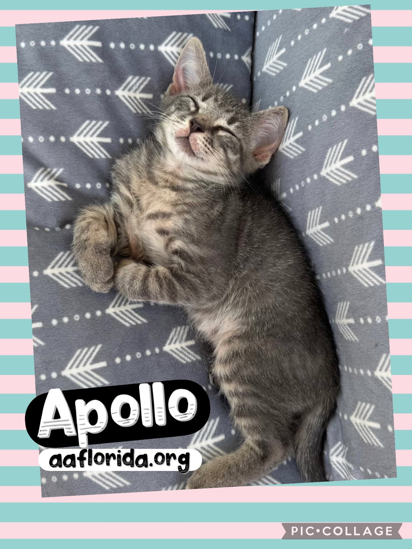 Apollo