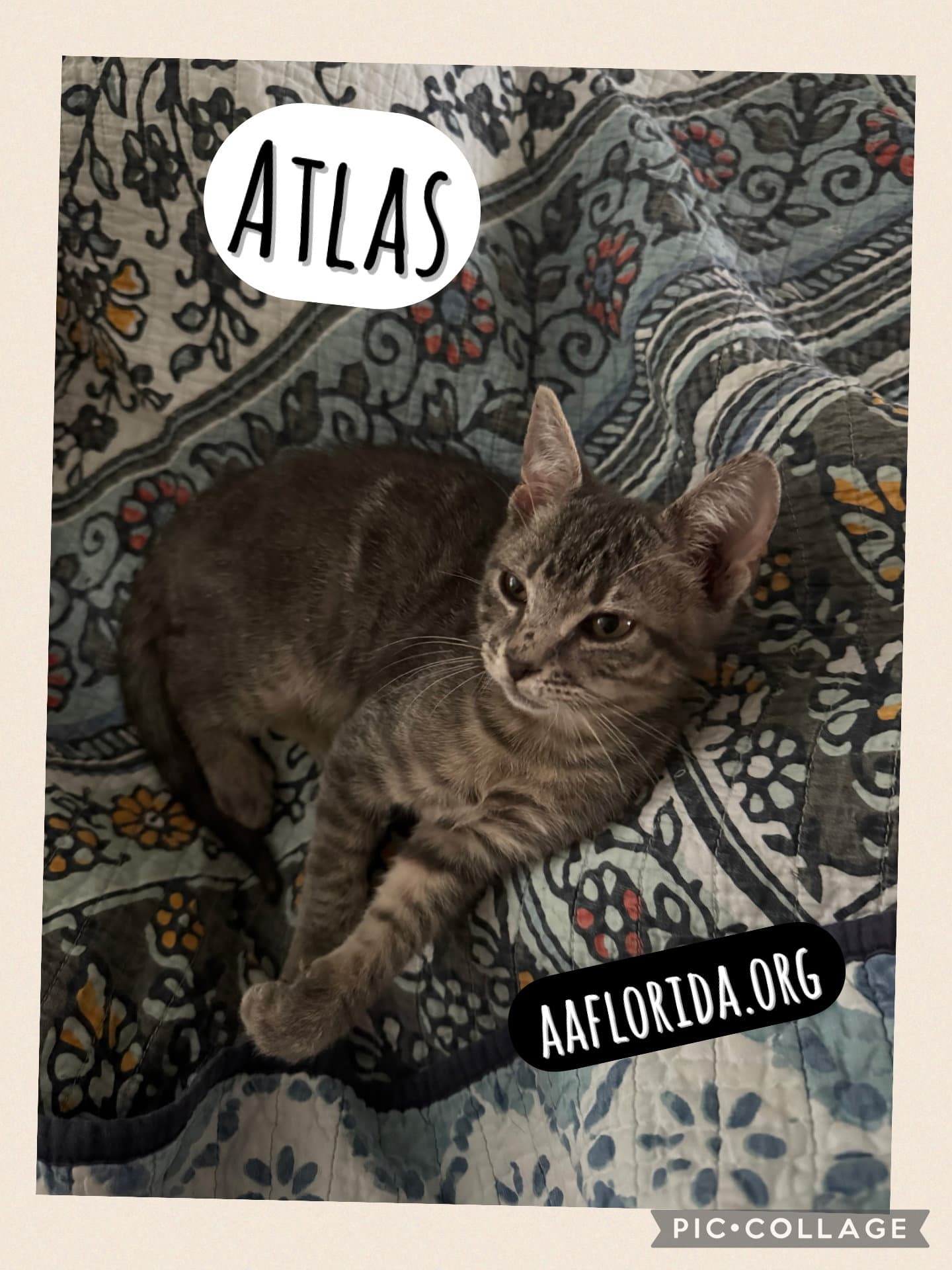 Atlas - Tabby