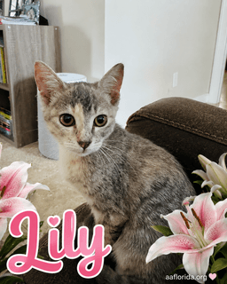 Lily image 1