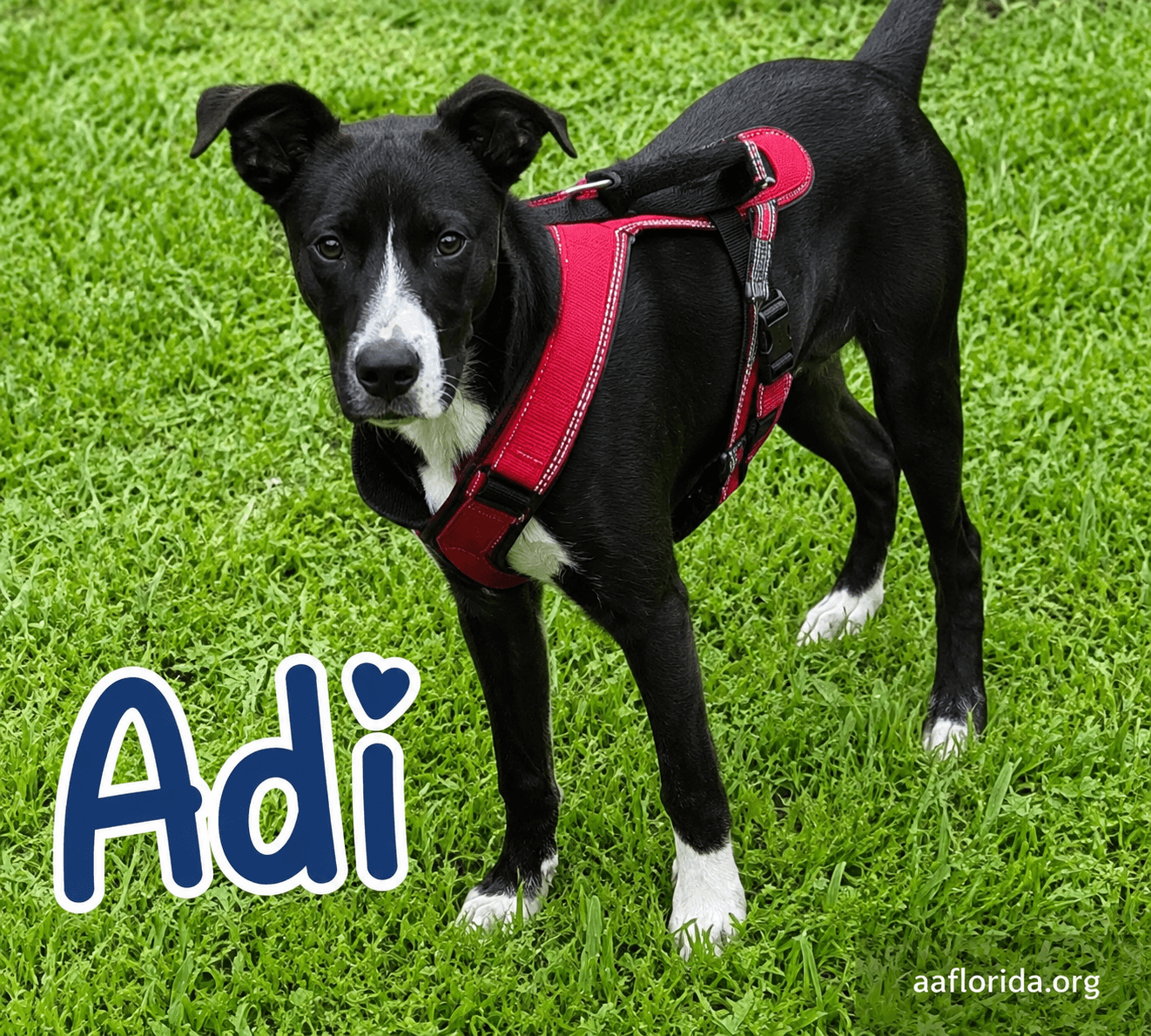 Adi Adidas - Staffordshire Bull Terrier