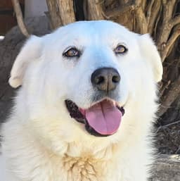 Kindhearted Ms Karema  Labrapyr image 1