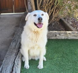 Kindhearted Ms Karema  Labrapyr image 2