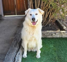 Kindhearted Ms Karema  Labrapyr image 3